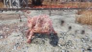 The vicious Mutant Hound (Image via Bethesda)